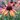 Echinacée 'Hot Summer' -  Echinacea