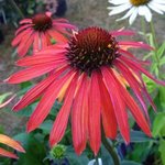 Echinacée 'Hot Summer' -  Echinacea