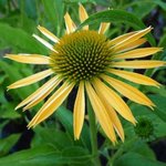 Echinacée 'Harvest Moon' - Echinacea