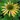 Echinacée 'Harvest Moon' - Echinacea