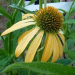 Echinacée 'Harvest Moon' - Echinacea