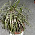 Dracaena - Dragonnier