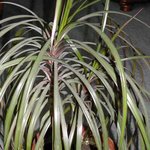 Dracaena - Dragonnier