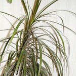 Dracaena - Dragonnier