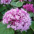 Clerodendron bungei