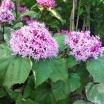 Clerodendron bungei