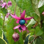 Clerodendron bungei