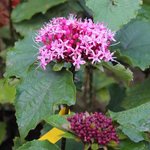 Clerodendron bungei