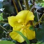 Fremontodendron