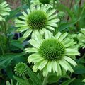 Echinacée 'Green Jewel' - Echinacea