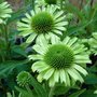 Echinacée 'Green Jewel' - Echinacea