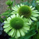 Echinacée 'Green Jewel' - Echinacea