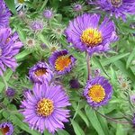 Aster novae-angliae