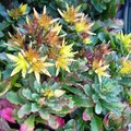 Sedum floriferum 'Weihenstephaner Gold'