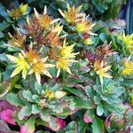 Sedum floriferum 'Weihenstephaner Gold'