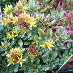 Sedum floriferum 'Weihenstephaner Gold'