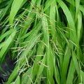 Hakonechloa macra - Herbe du Japon