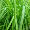 Carex elata 'aurea' - Laîche élevée