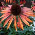 Echinacée 'Tomato Soup' - Echinacea