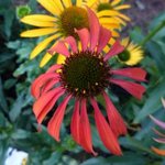 Echinacée 'Tomato Soup' - Echinacea