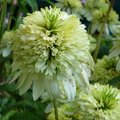 Echinacée 'Meringue' - Echinacea