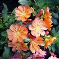 Lewisia cotyledon