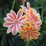 Lewisia cotyledon