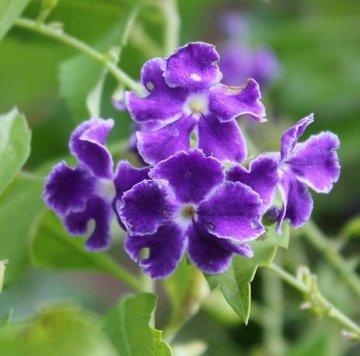 Duranta plumieri
