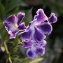 Duranta plumieri