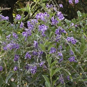 Duranta plumieri