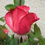 Rose variée - Rosa