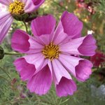 Cosmos 'Sea Shells'