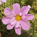 Cosmos 'Sea Shells'