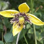 Clématite 'Golden Tiara'