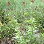 Valériane - Centranthus ruber