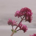 Valériane - Centranthus ruber