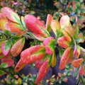 Berberis amurensis 'Rugidicans'