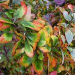 Berberis amurensis 'Rugidicans'