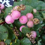 Symphorine x doorenbosii - Symphoricarpos - Symphoricarpus