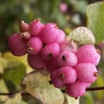 Symphorine x doorenbosii - Symphoricarpos - Symphoricarpus