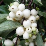 Symphorine x doorenbosii - Symphoricarpos - Symphoricarpus