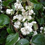 Symphorine x doorenbosii - Symphoricarpos - Symphoricarpus