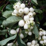 Symphorine x doorenbosii - Symphoricarpos - Symphoricarpus