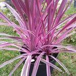 Cordyline australis 'Pink Passion'