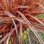 Uncinia rubra 'Everflame'