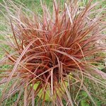 Uncinia rubra 'Everflame'