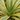Yucca gloriosa 'Bright Star' - Yucca glorieux