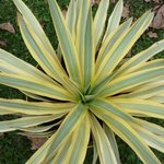 Yucca gloriosa 'Bright Star' - Yucca glorieux