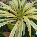 Yucca gloriosa 'Bright Star' - Yucca glorieux