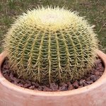 Echinocactus - Coussins de belle-mère - Cactus oursin